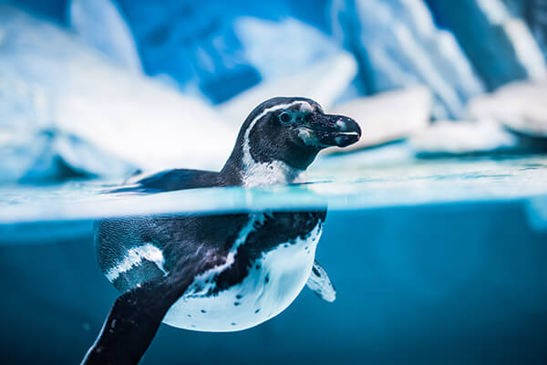 Hinter den Kulissen im AQUAZOO